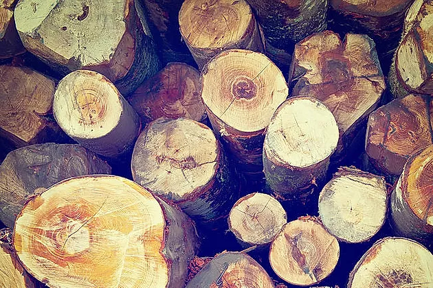 wood wood